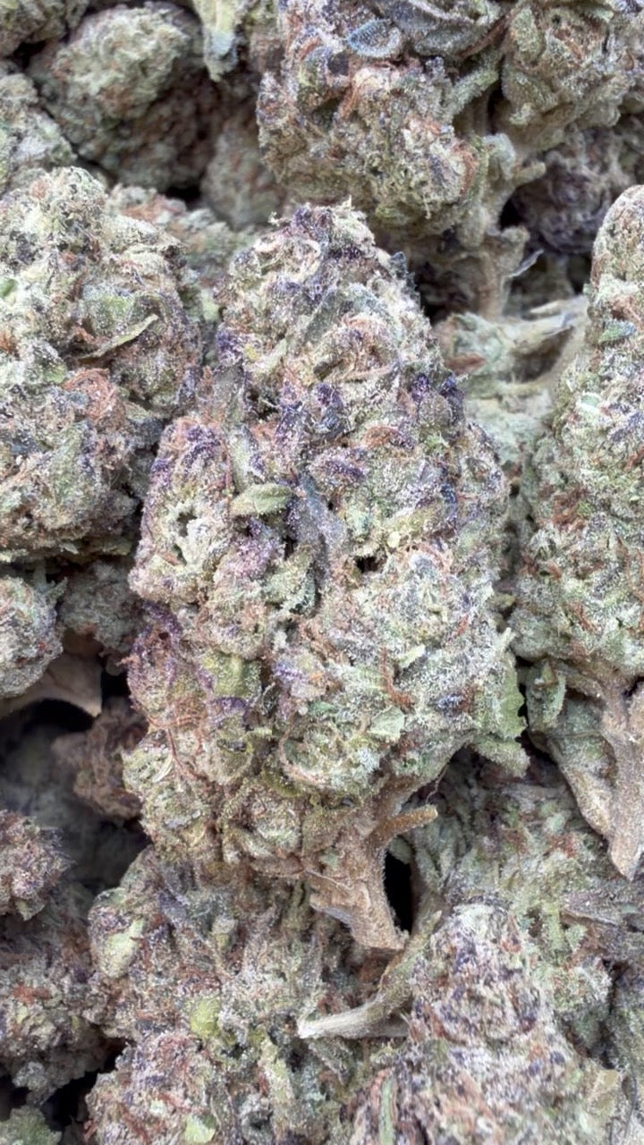 White Gushers - Bulk - Hybrid