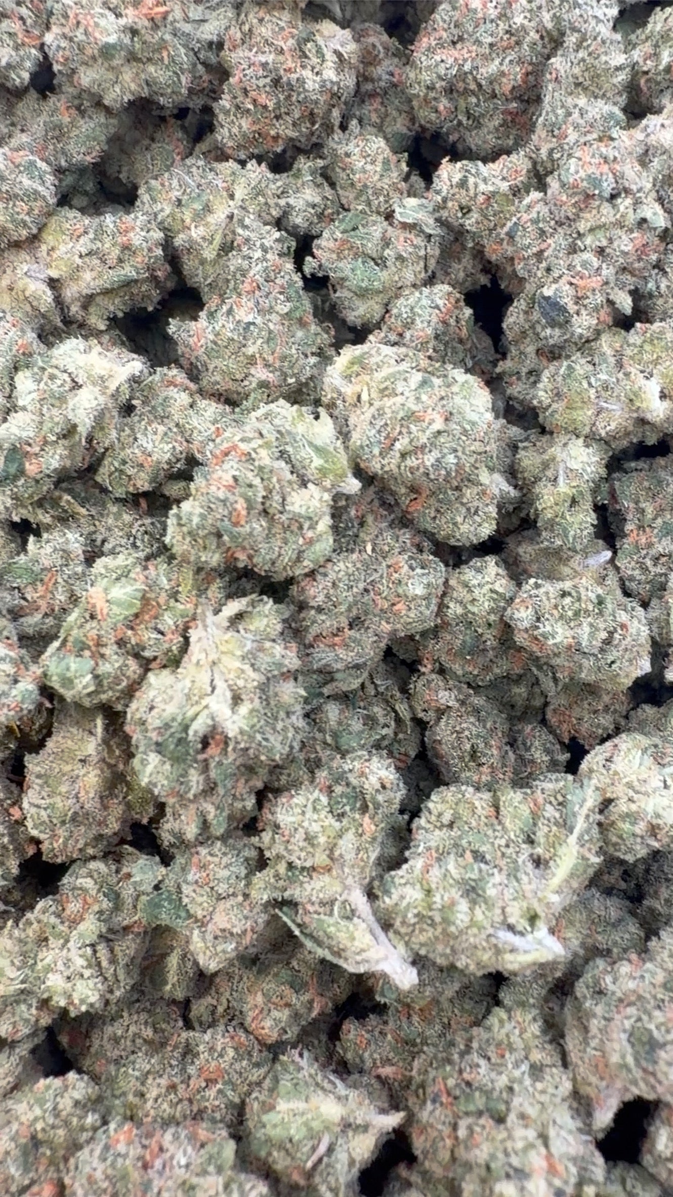 XJ 13 Indoor Littles - Bulk Littles - Sativa