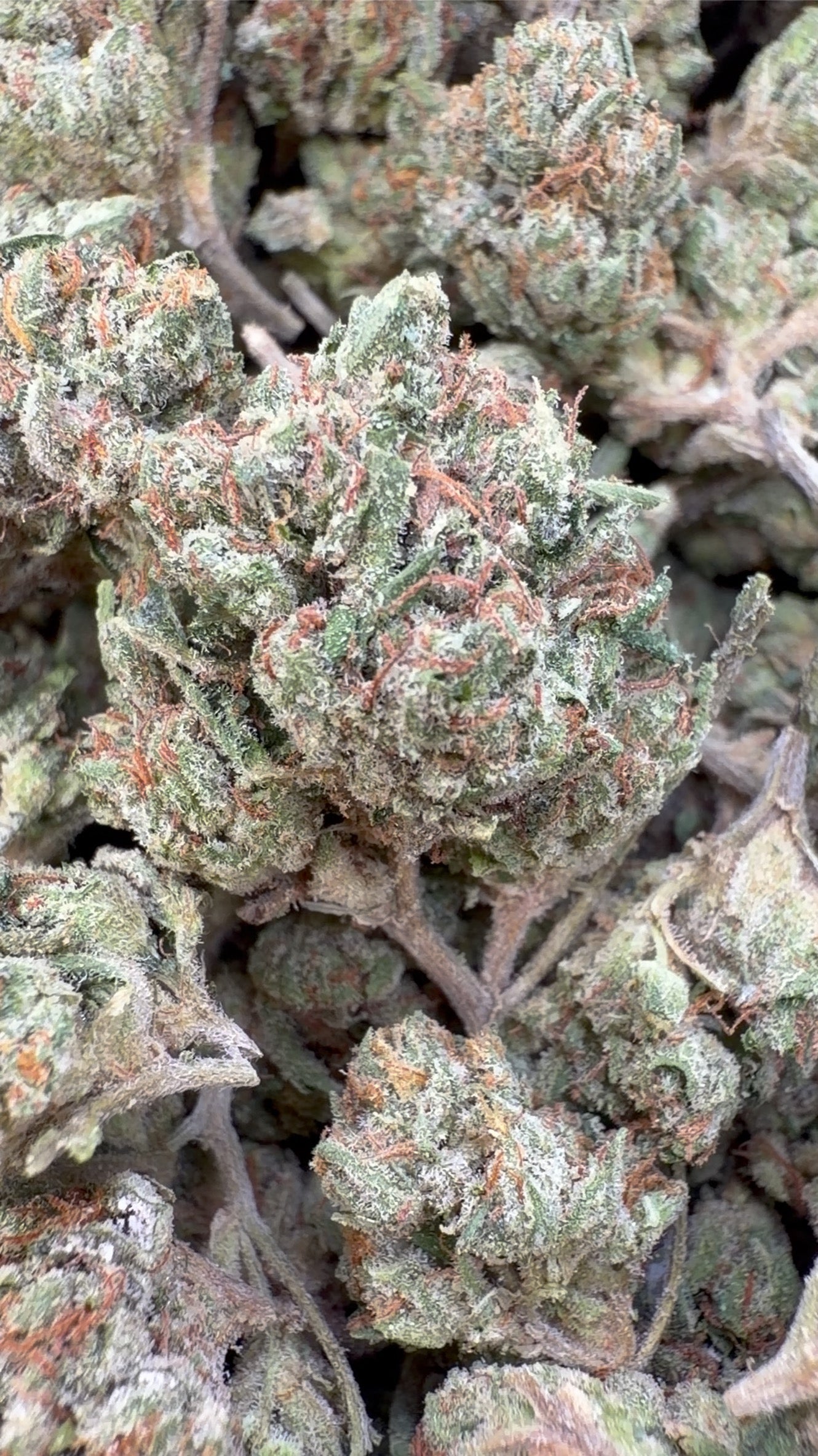 Skywalker OG Indoor Littles - Bulk Littles - Indica