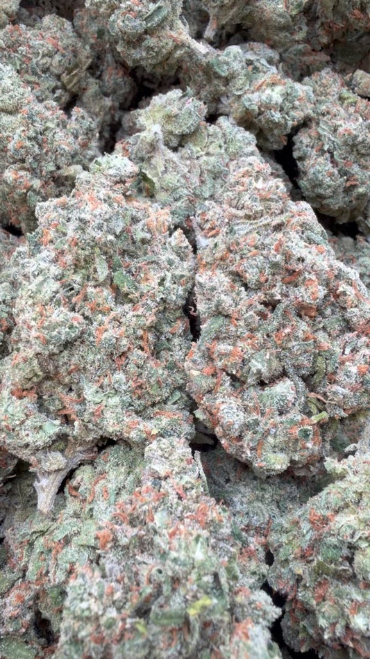 XJ 13 Indoor - Bulk - Sativa
