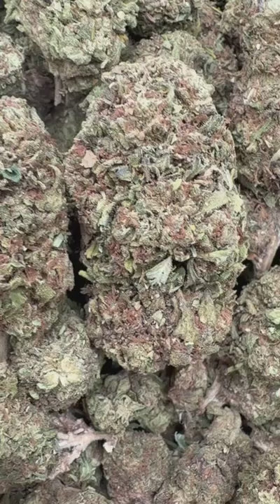 24K Gold - Bulk - Indica