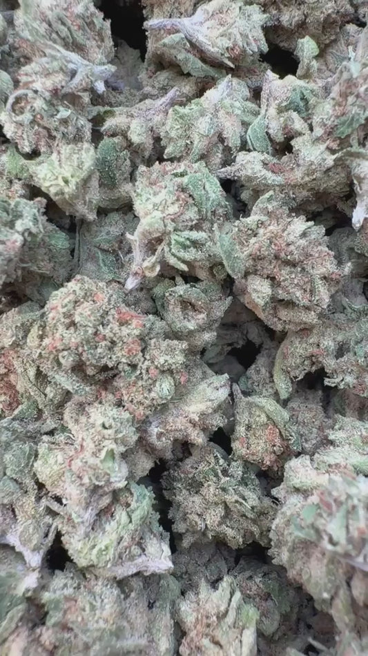 Sour Diesel Indoor Littles - Bulk Littles - Sativa